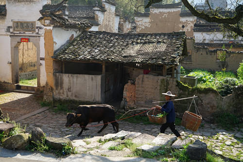 后宅 老人与牛_副本.jpg